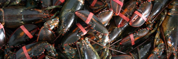 lobster